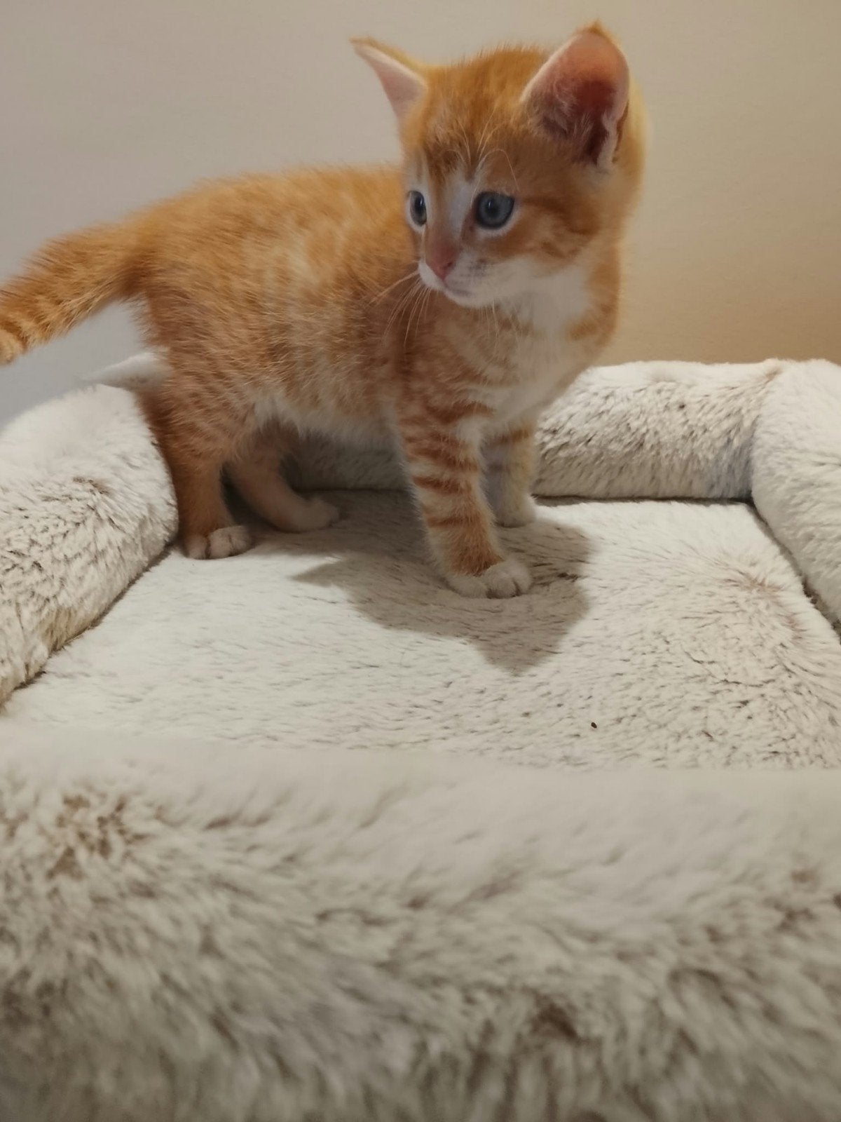 Prachtige Ragdoll kruising kittens, Meerdere dieren, 0 tot 2 jaar