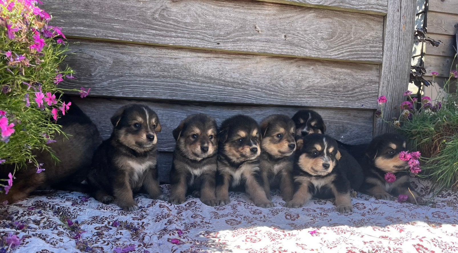 Berner Sennen x Witte herder pups, HCC (leverziekte), 8 tot 15 weken, Meerdere, Meerdere dieren