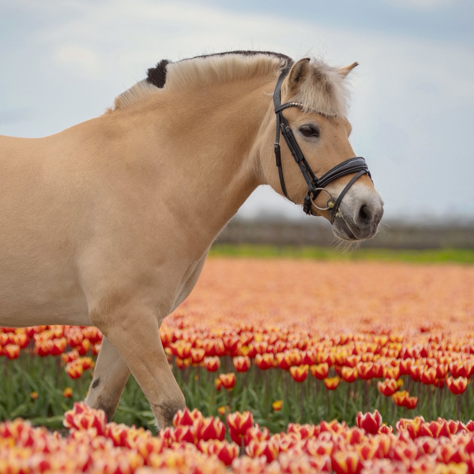 STALHULP AANGEBODEN ALMERE/LELYSTAD!!, Vacatures, 33 - 40 uur, Vanaf 10 jaar, Overige vormen