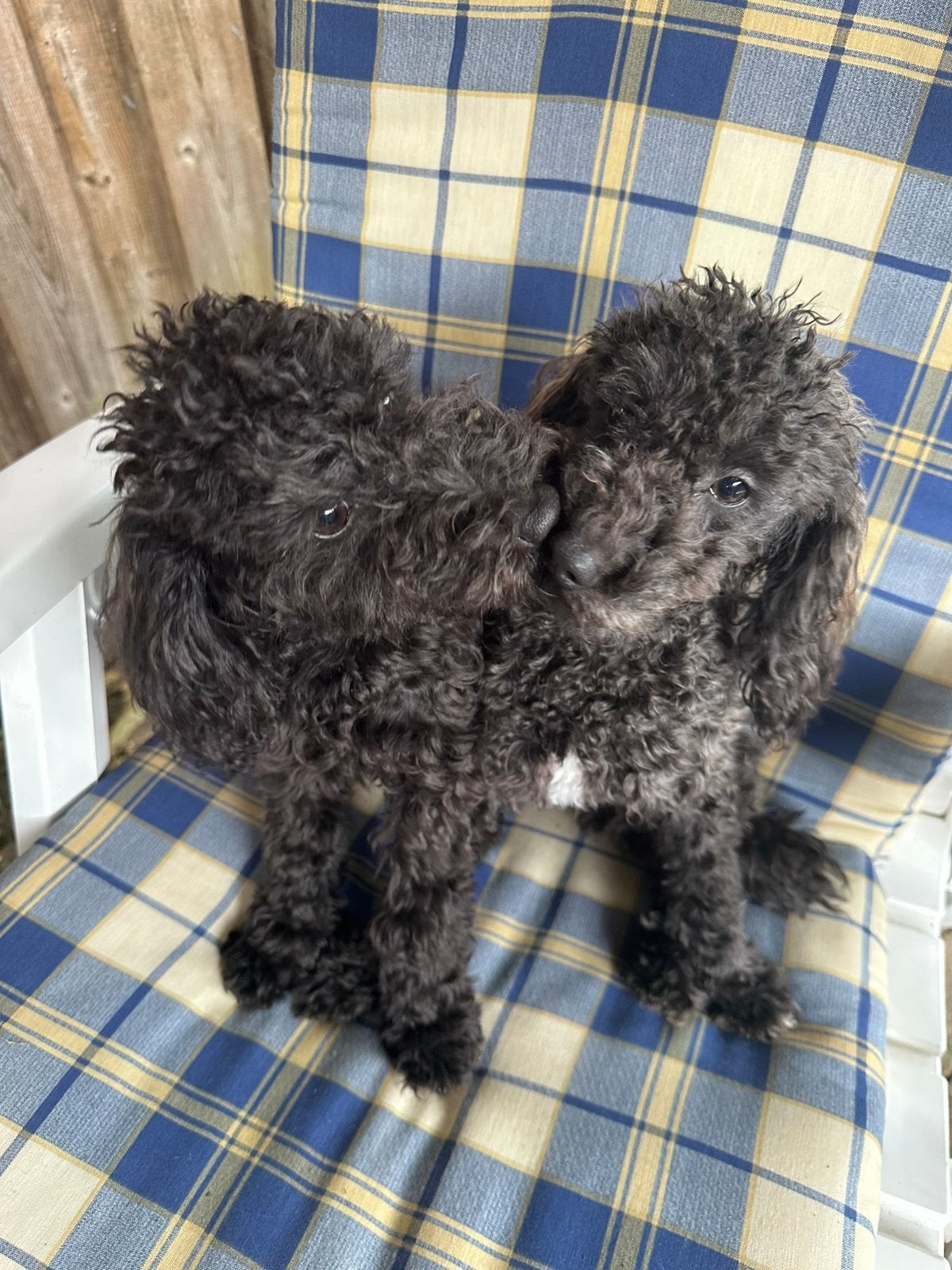 Lieve kleine dwerg poedel, Poedel, 15 weken tot 1 jaar, Teef, Parvo