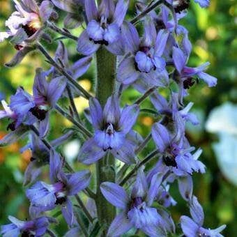 Zaden Delphinium requienii, Verzenden, Volle zon