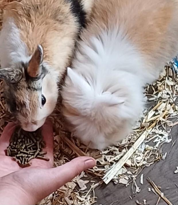 2 konijntjes (gaan samen weg), Dieren en Toebehoren, Konijnen, Meerdere dieren