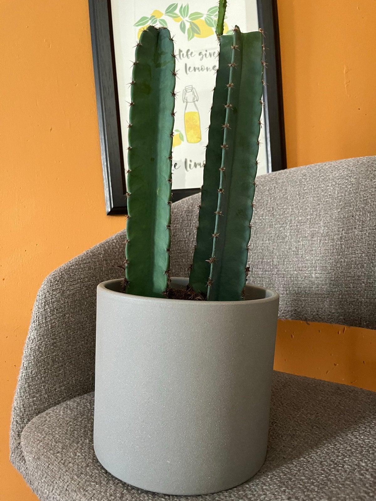 Cactus (exclusief pot) af te halen, Volle zon, Vaste plant, Bloeit niet, Ophalen