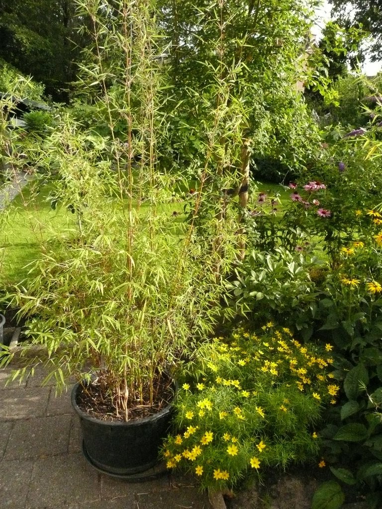 bamboe, bamboeplanten, Volle zon, Vaste plant, Bloeit niet, Ophalen