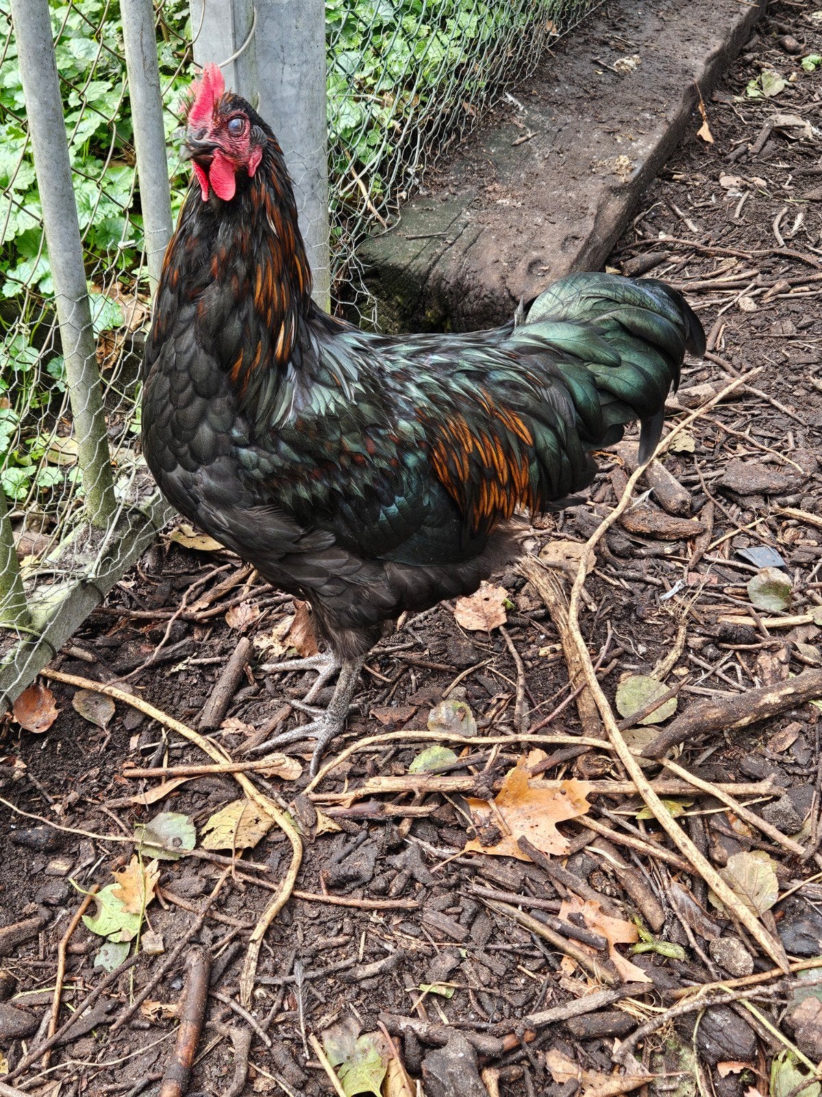 New Hampshire/Australorp hanen, Dieren en Toebehoren, Mannelijk, Kip