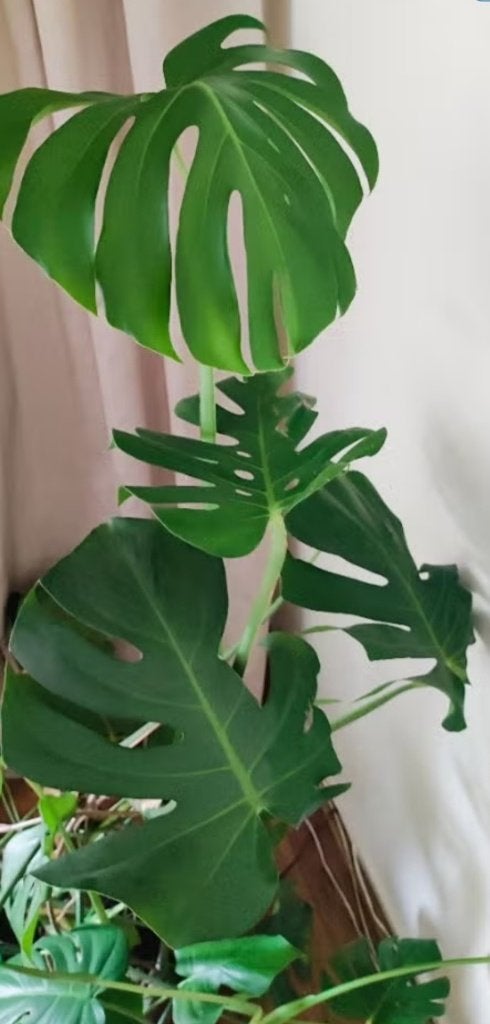 Monstera plant, Ophalen, 100 tot 150 cm, Overige soorten, Halfschaduw