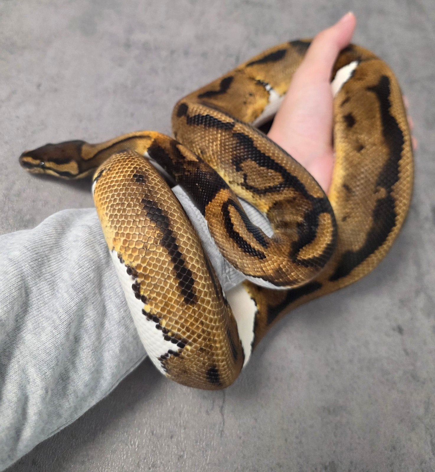 Paradox Piebald 100%Lavender Albino️♂️  bewezen kweekman Ball Python - unknown for sale from G.B