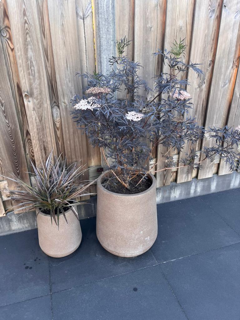 2 mica planten met pot, Tuin en Terras, Planten | Tuinplanten, Ophalen, Overige soorten, Halfschaduw