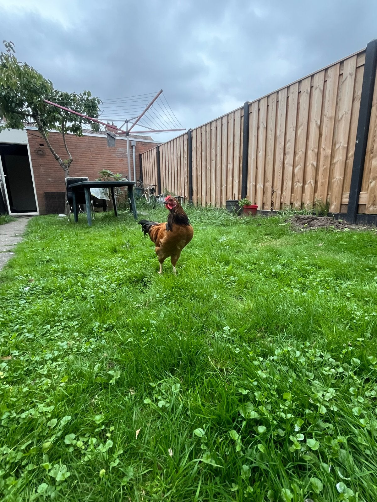 GRATIS HAAN!, Dieren en Toebehoren, Mannelijk, Kip