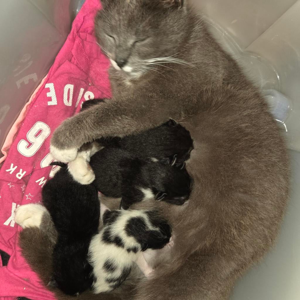 Lieve kittens zoeken gouden mandje