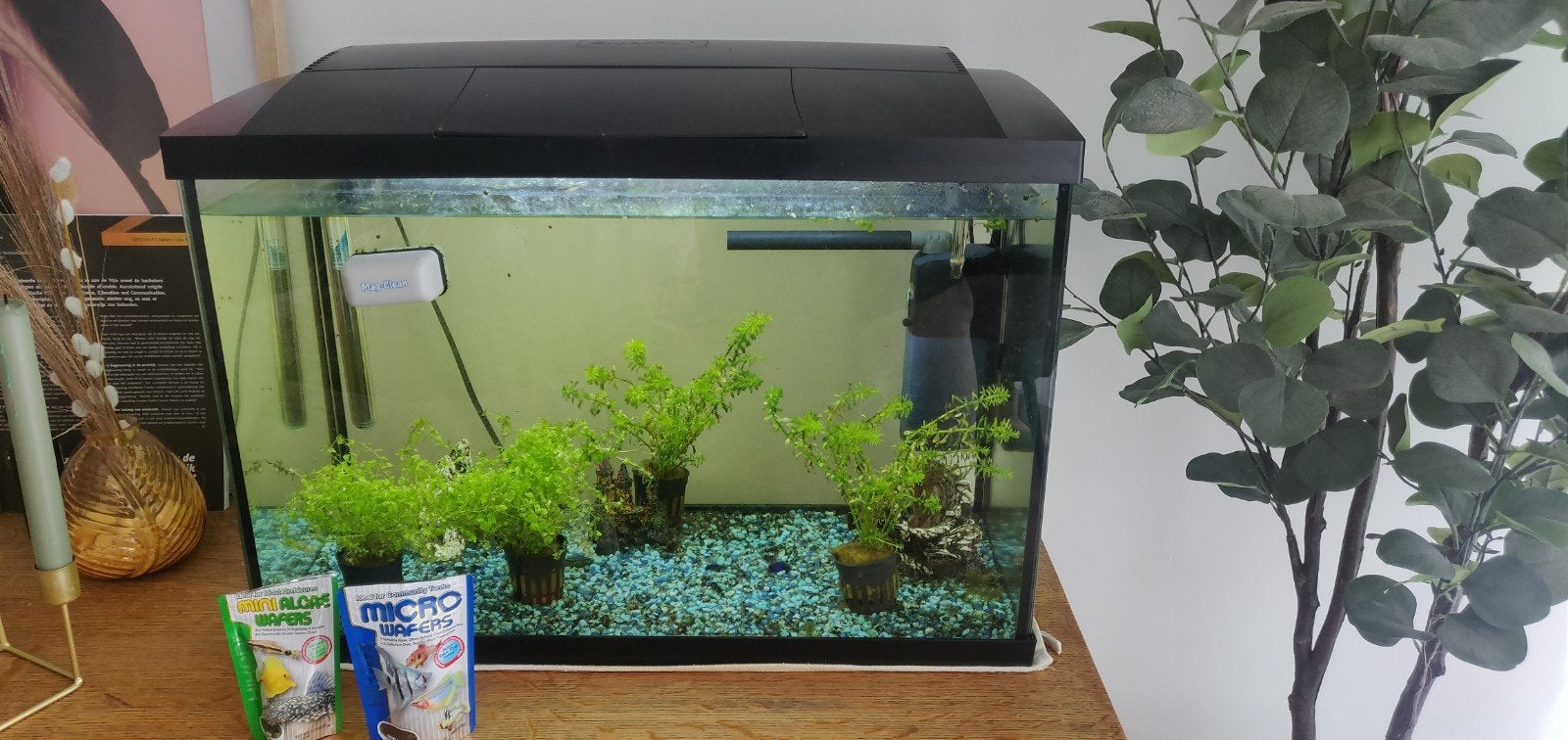 Aquarium met vissen zoekt nieuw thuis., Dieren en Toebehoren, Ophalen, Gebruikt, Gevuld zoetwateraquarium, Superfish