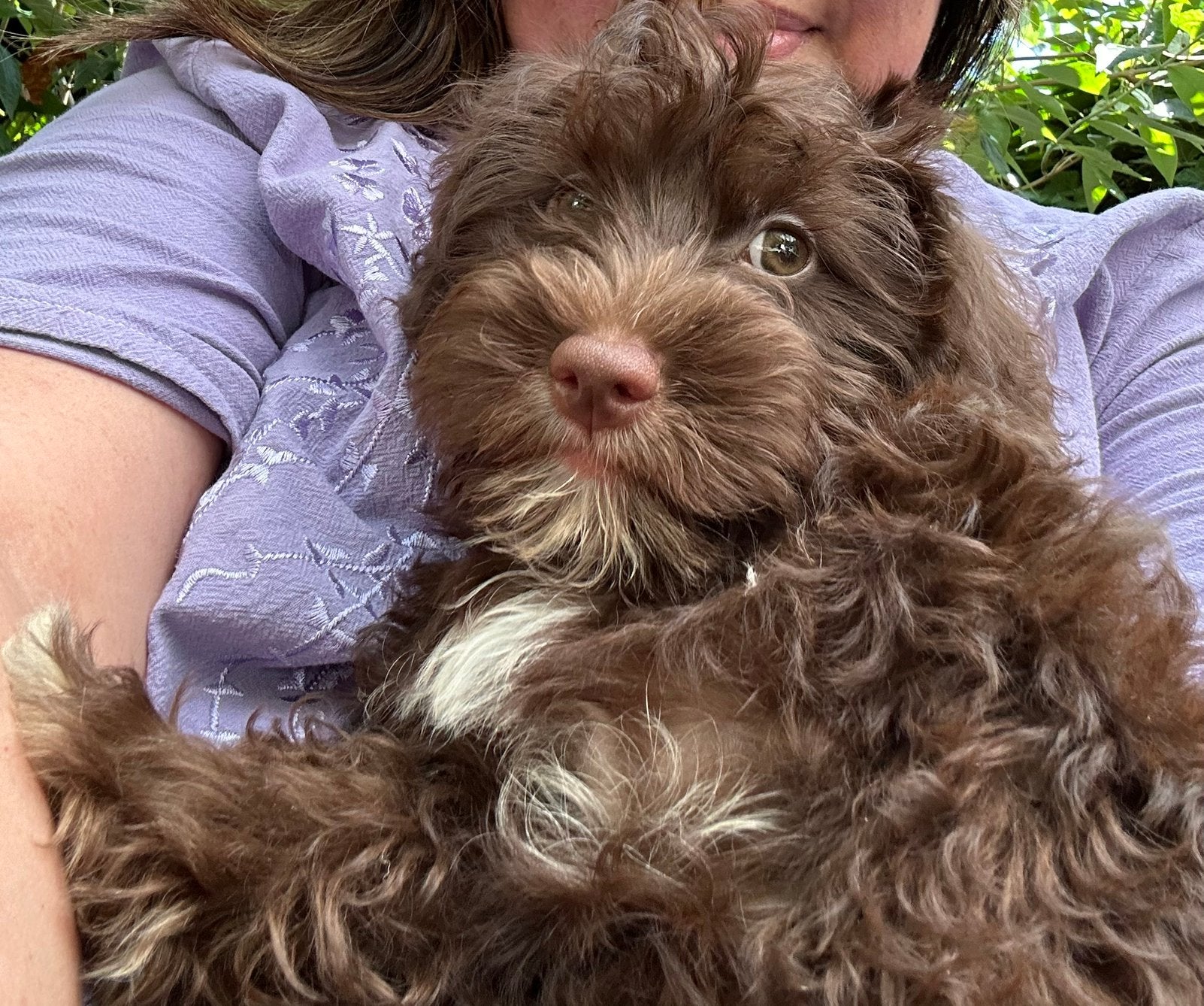 Pups mix poedel en yorkshire, 8 tot 15 weken, Meerdere, Nederland, Particulier