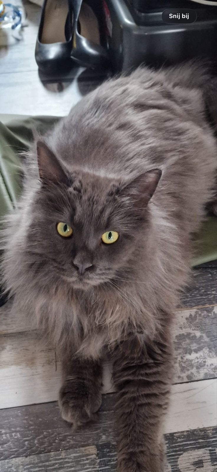 Maine Coon gratis af te halen, Dieren en Toebehoren, Katten en Kittens | Overige Katten, Kater