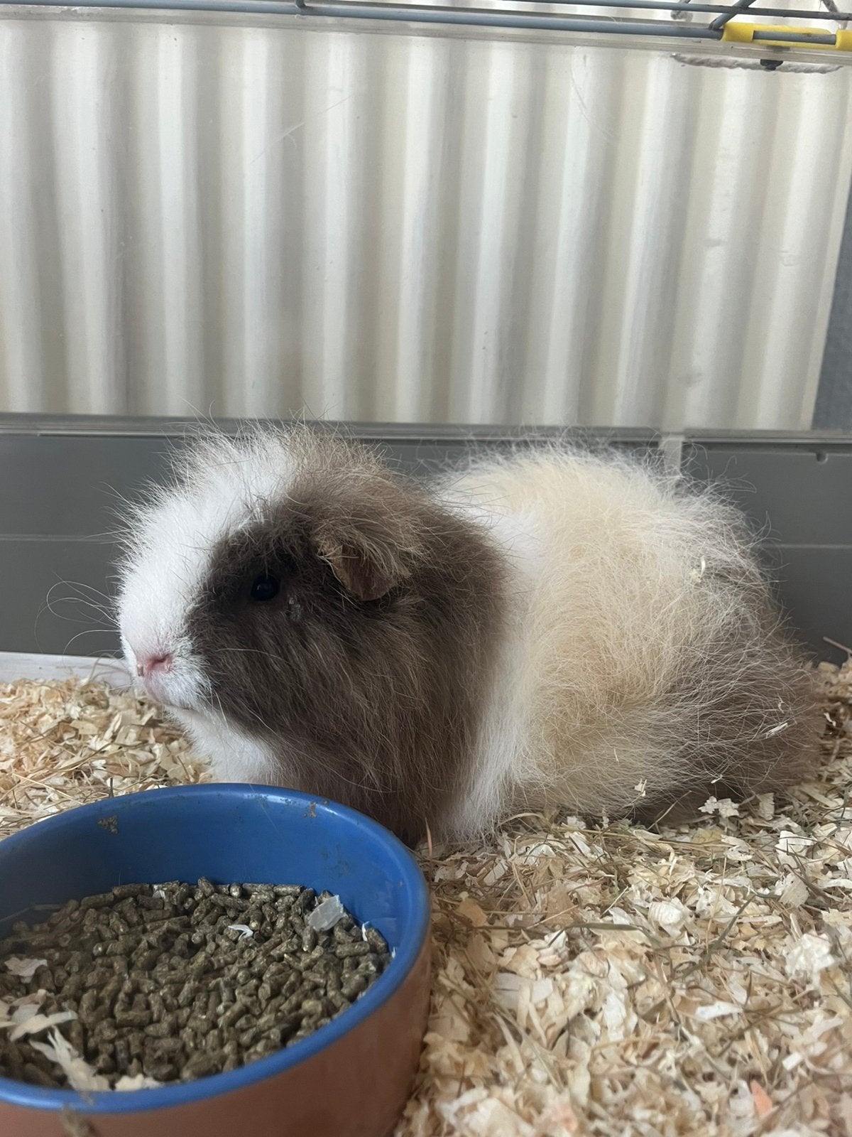 Choco creme wit ch teddy cavia, Dieren en Toebehoren, Juni, Mannelijk, Cavia