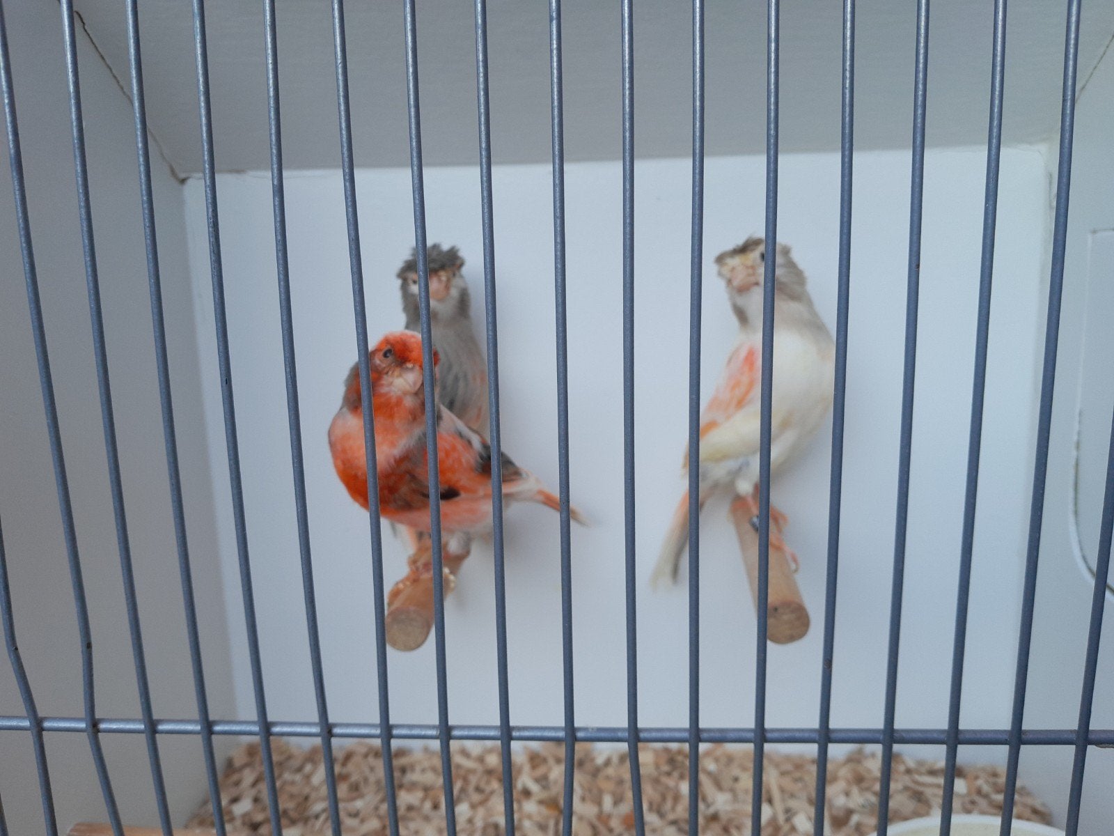 Harlekijn kanaries, Meerdere dieren, Kleurkanarie