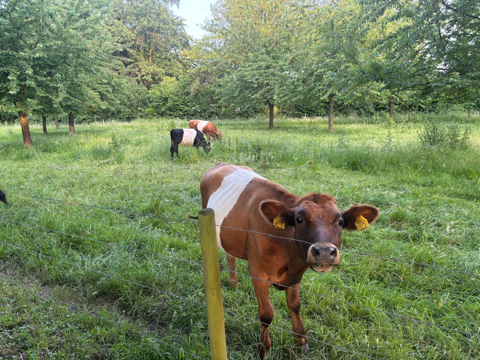 Te Koop Lakenvelder koeien wegens bij interesse graag bellen, Dieren en Toebehoren, Runderen, Meerdere dieren, 3 tot 6 jaar