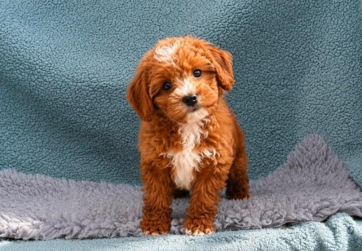 Echte liefde is te koop! labradoodle pups, Parvo, Overige rassen, 8 tot 15 weken, Meerdere