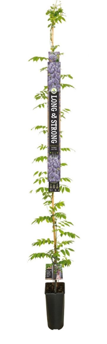 Wisteria Sinensis Prolific (Blauwe Regen) 100/125 en 200 cm, Tuin en Terras, Ophalen of Verzenden, Eenjarig, Klimplanten, Volle zon