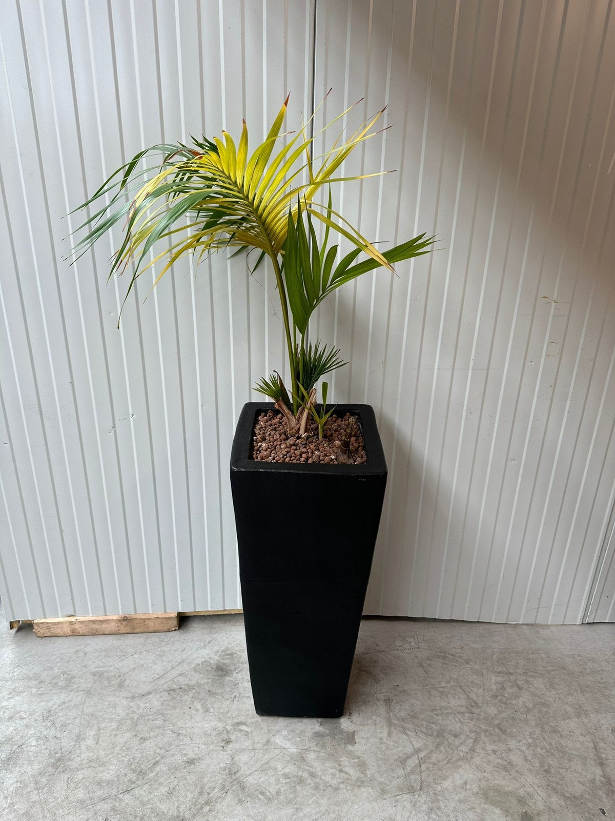 Spilpalm (Hyophorbe verschaffeltii / Spindle Palm), Ophalen, Halfschaduw, Minder dan 100 cm