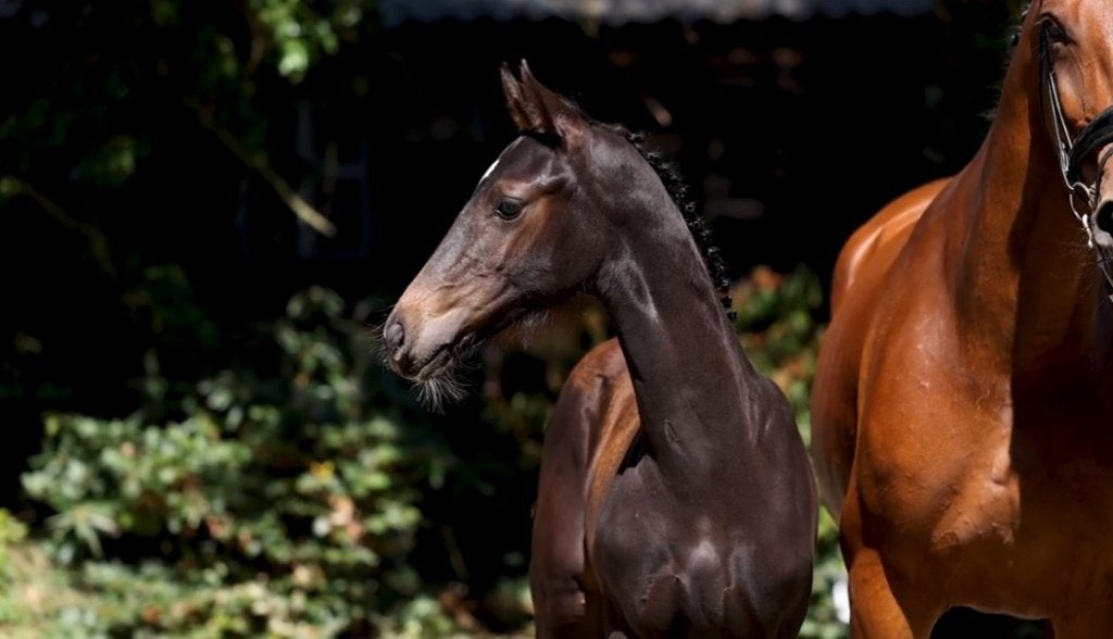 Dressuur hengstveulen, Met stamboom, Niet van toepassing, Dressuurpaard, 0 tot 2 jaar