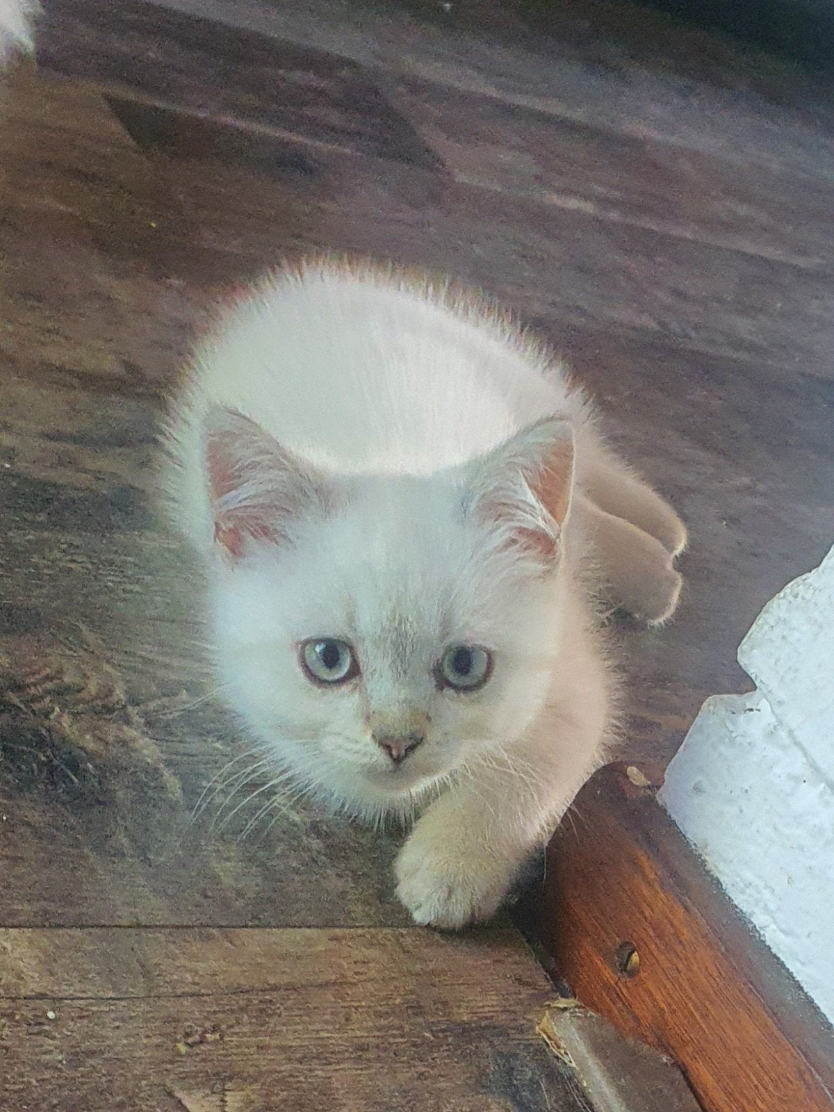Nog 2 britse kortharen te koop black silvershaded, Dieren en Toebehoren, Katten en Kittens | Raskatten | Korthaar, Meerdere dieren