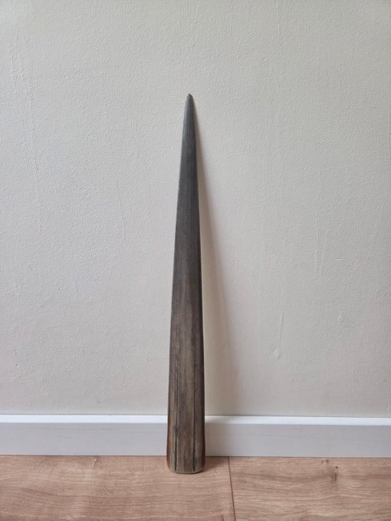 Gepolijste neus/zwaard van een zwaardvis - 46cm, Ophalen of Verzenden, Zo goed als nieuw
