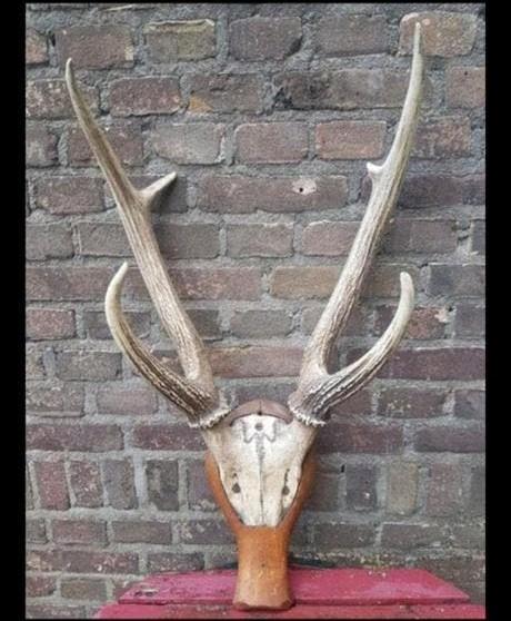Prachtig MEGA Rusa Sambar hert Aziatisch schedel gewei, Verzamelen, Dierenverzamelingen, Ophalen of Verzenden, Zo goed als nieuw