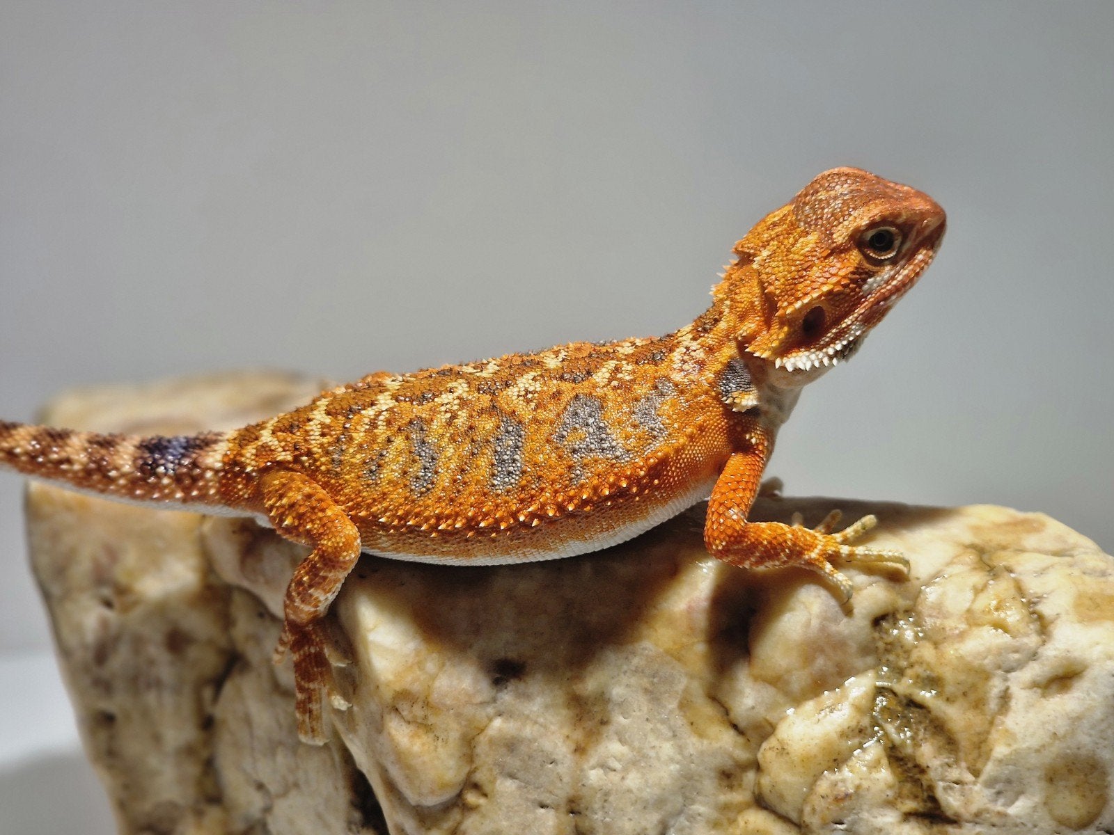 DRACO REPTILES – Prachtige Baardagaam Nakweek Bearded Dragon photo 22