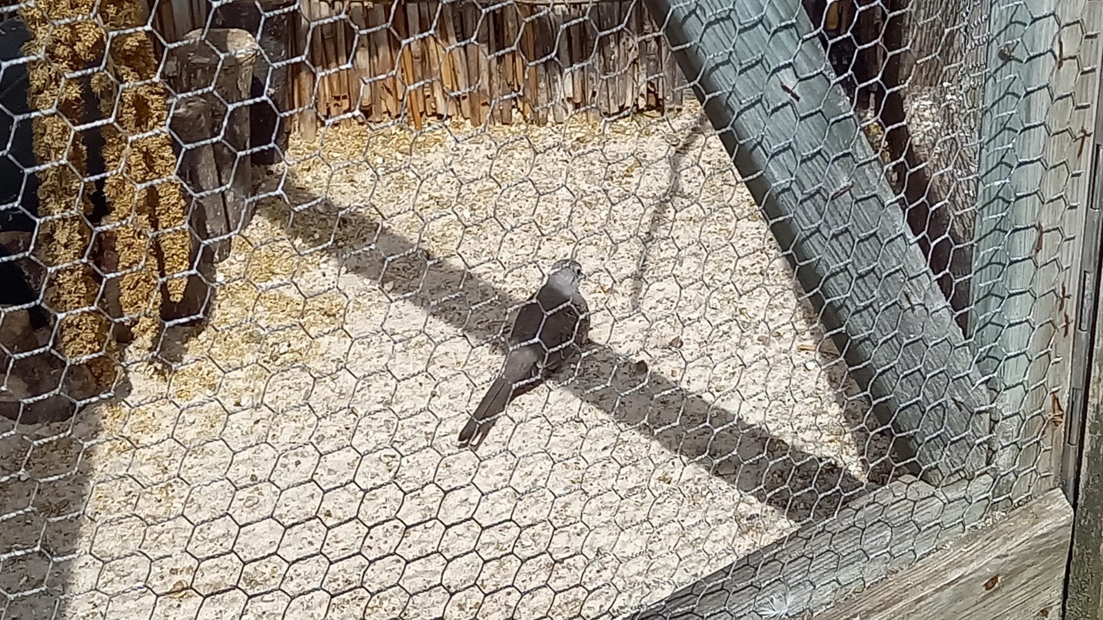 Te koop diamantduiven, Meerdere dieren, Overige soorten