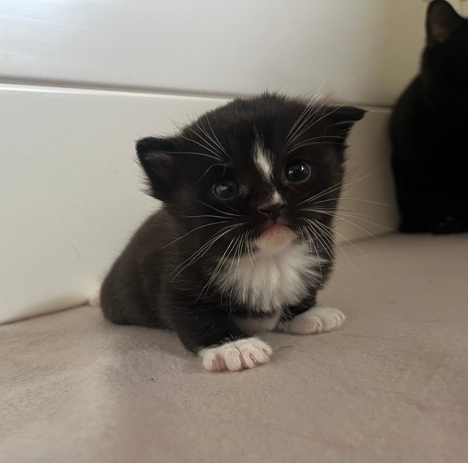 Britse korthaar x, Dieren en Toebehoren, Katten en Kittens | Raskatten | Korthaar, Kater, Ontwormd, 0 tot 2 jaar