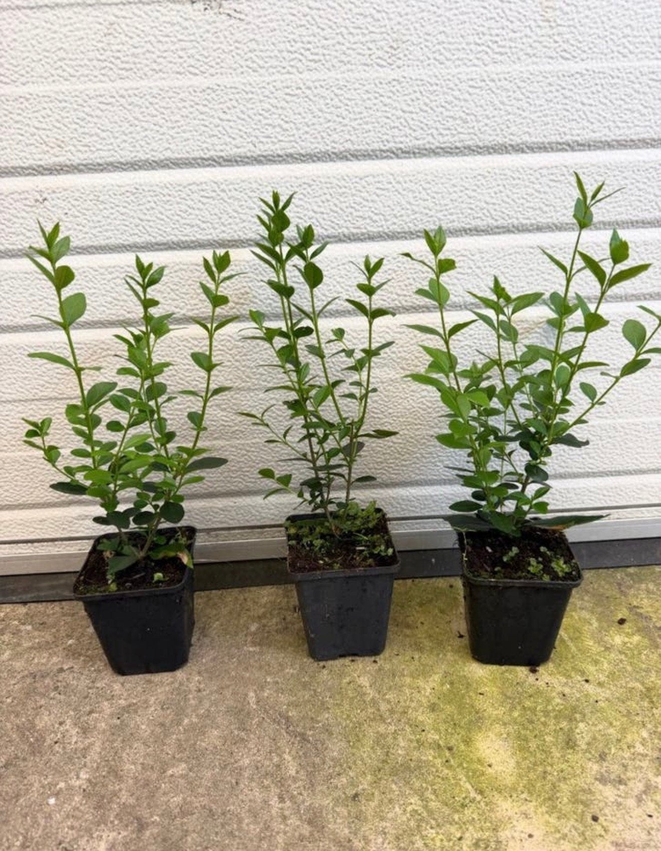 Aanbiedingen niet wezen ophalen liguster circa 30 cm, Tuin en Terras, Planten | Struiken en Hagen, Ophalen of Verzenden, Minder dan 100 cm