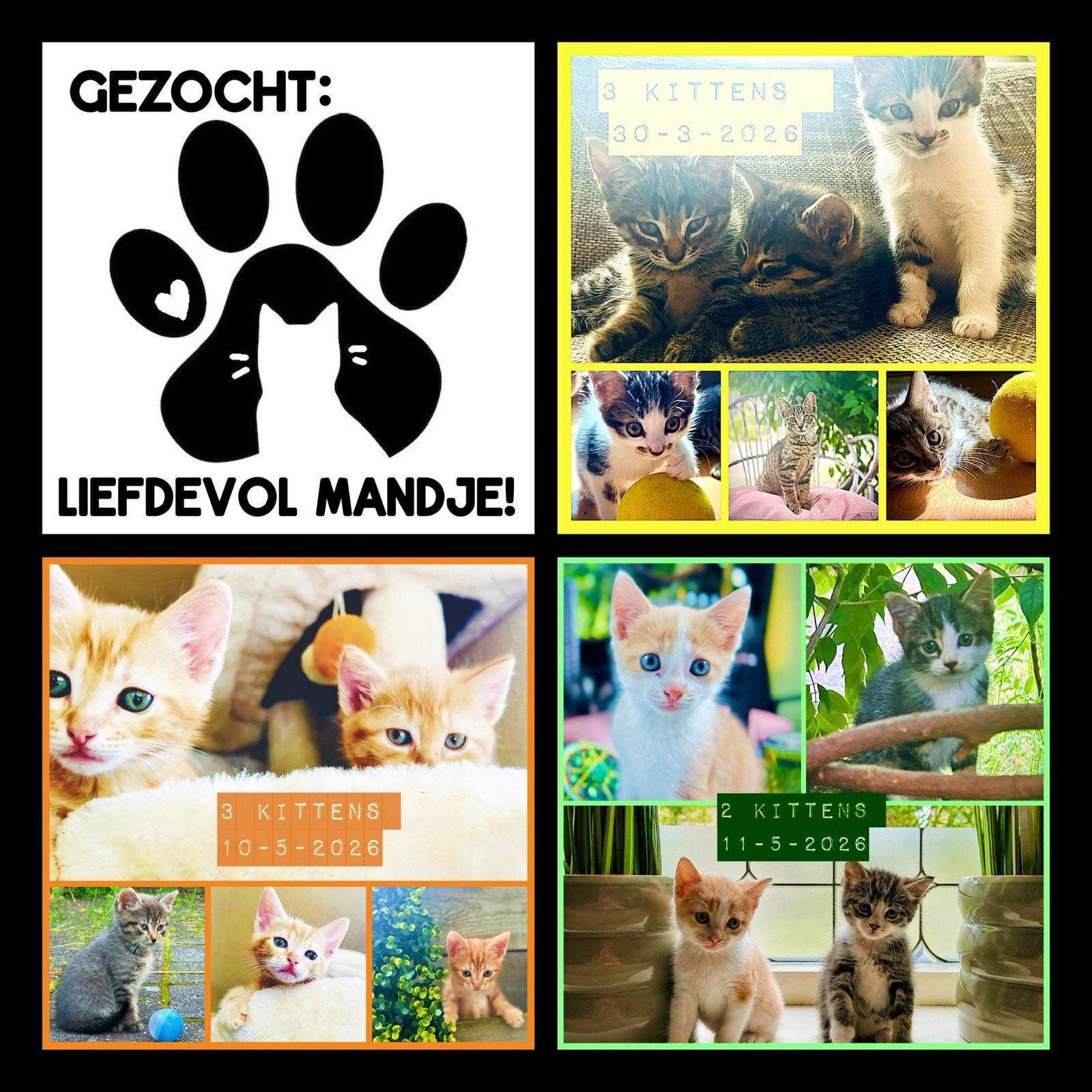 Lieve kittens zoeken een gouden mandje!, Meerdere dieren, Kortharig, 0 tot 2 jaar