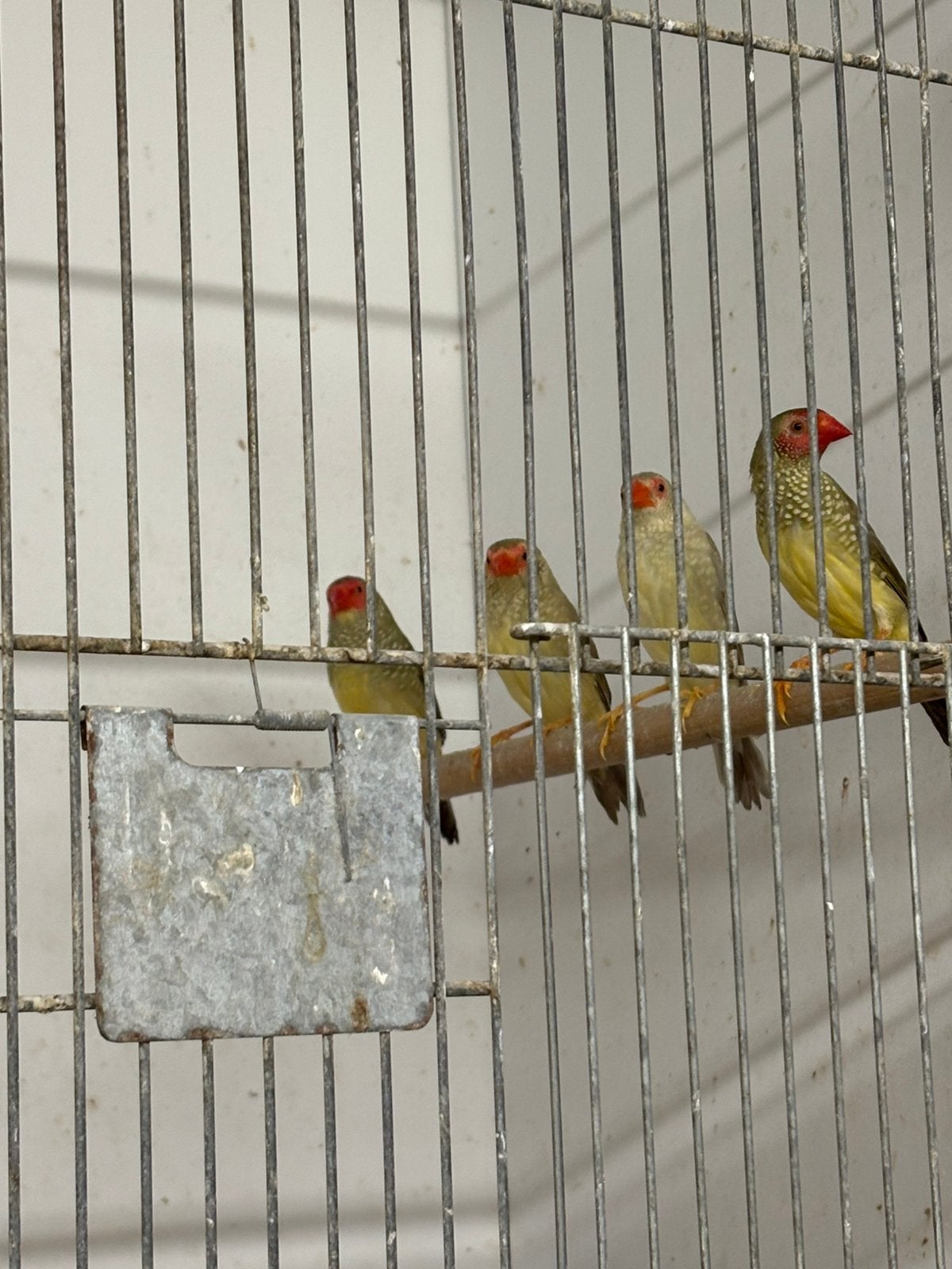 Te koop gevraagd , tropen , kanarie’s, parkieten, Meerdere dieren, Parkiet