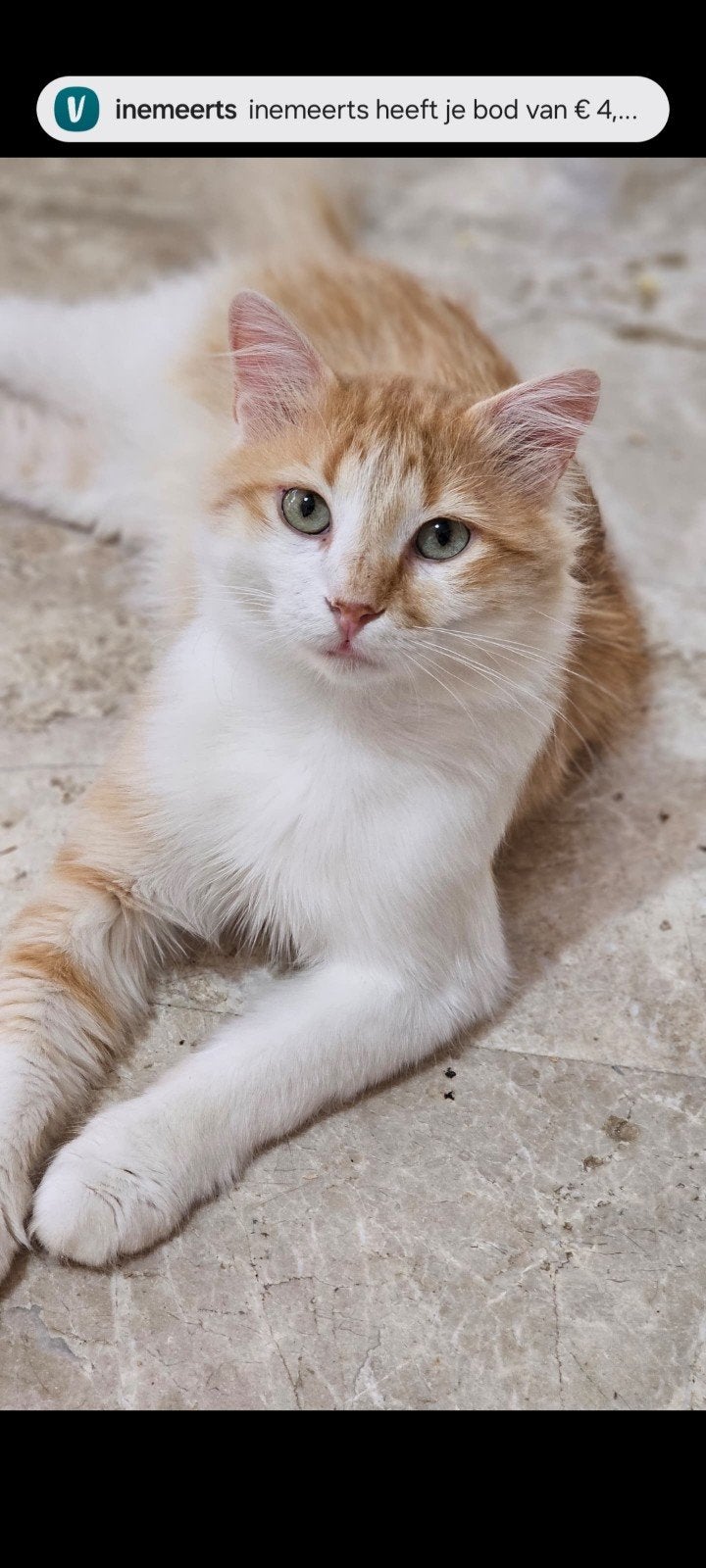 grappige mango, Dieren en Toebehoren, Kater, Langharig, 0 tot 2 jaar
