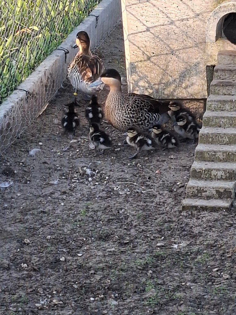 versicolor taling, Meerdere dieren, Eend