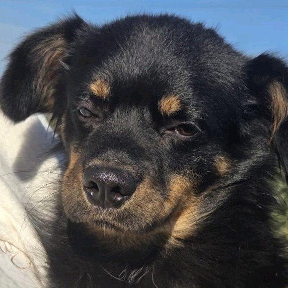 Bubu zoekt een baasje, Dieren en Toebehoren, 1 tot 2 jaar, Buitenland, Eén hond, Klein