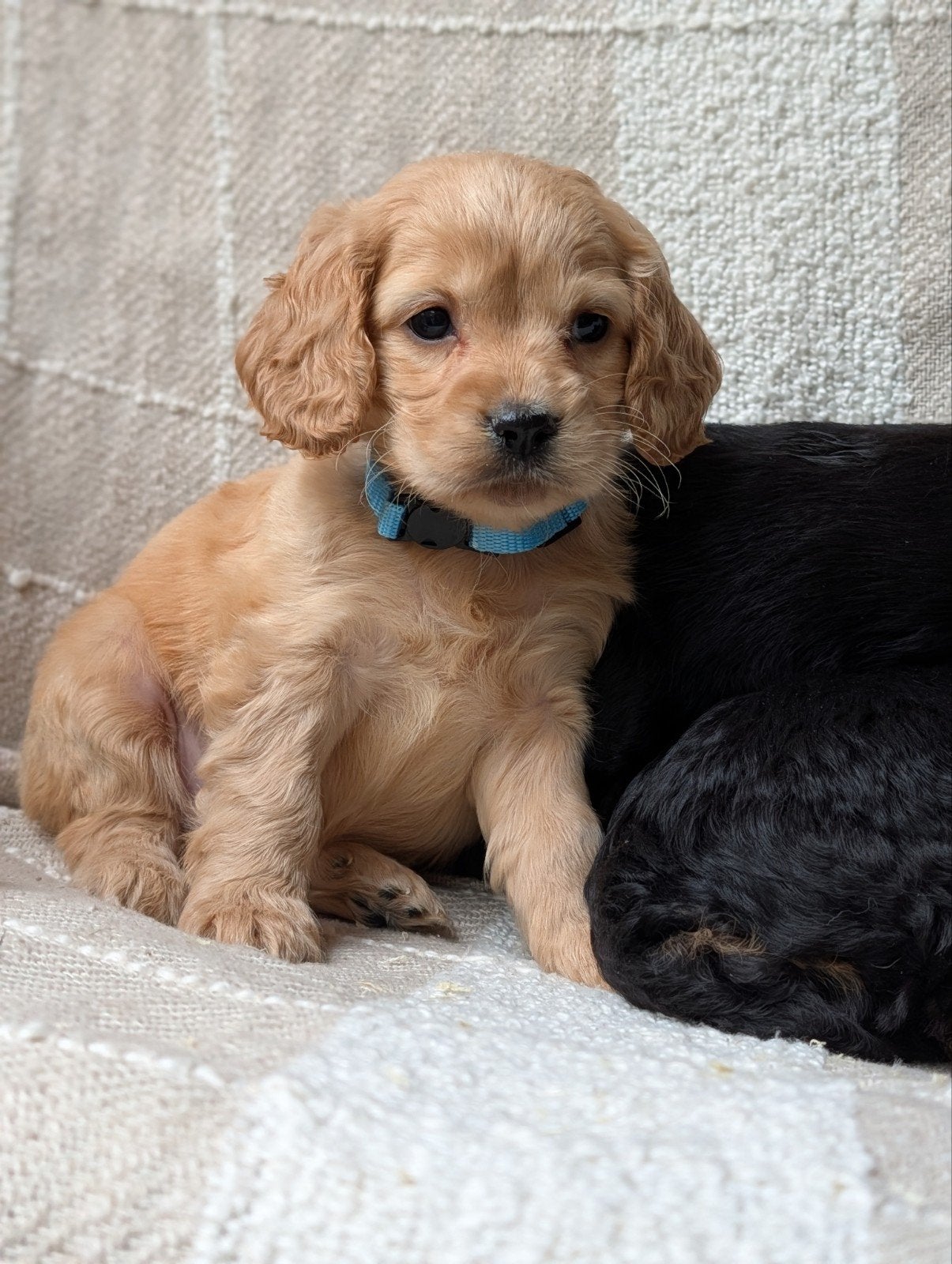boomer x Engelse cockerspaniel pups, Dieren en Toebehoren, Overige rassen, 8 tot 15 weken, CDV (hondenziekte), Meerdere