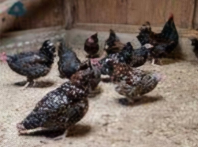 Broedeieren Orpington Rood Porselein., Dieren en Toebehoren, Ophalen