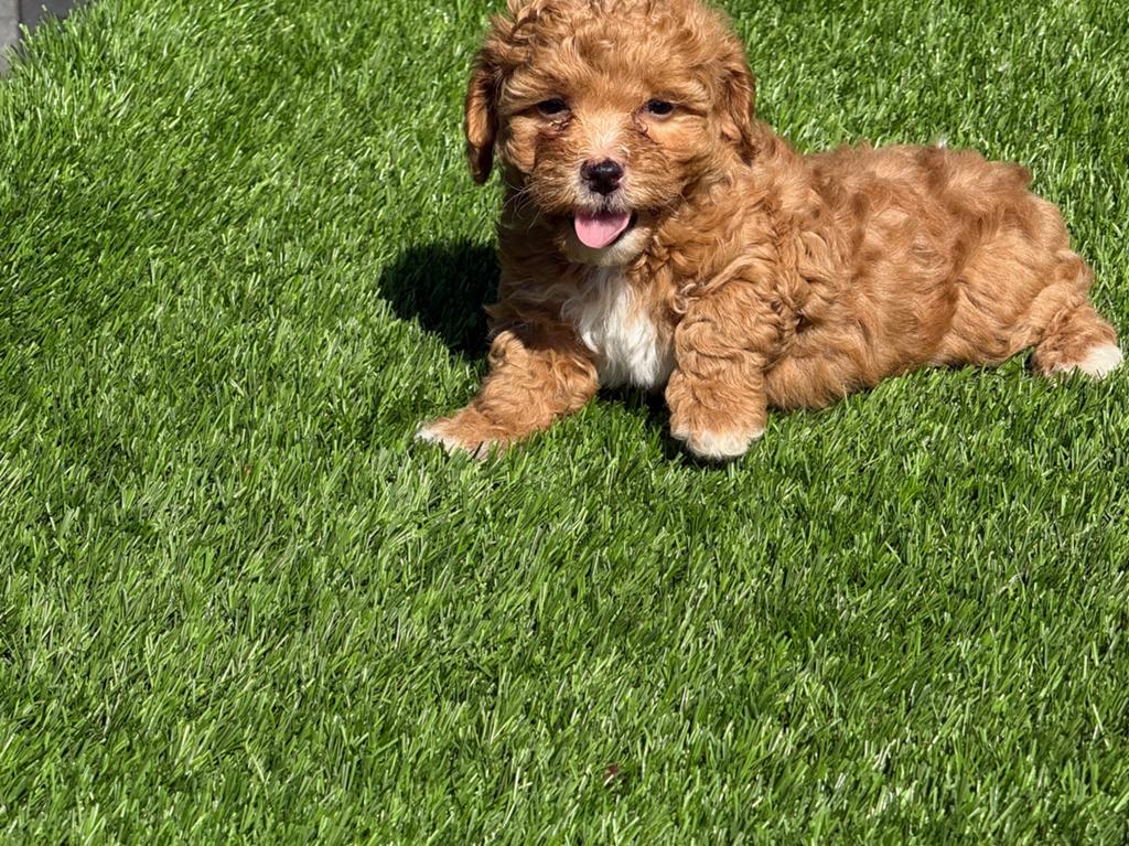 Maltipoo dwerg poedel x maltezer pups, Dieren en Toebehoren, Honden | Retrievers, Spaniëls en Waterhonden, Nederland, Parvo, Overige rassen