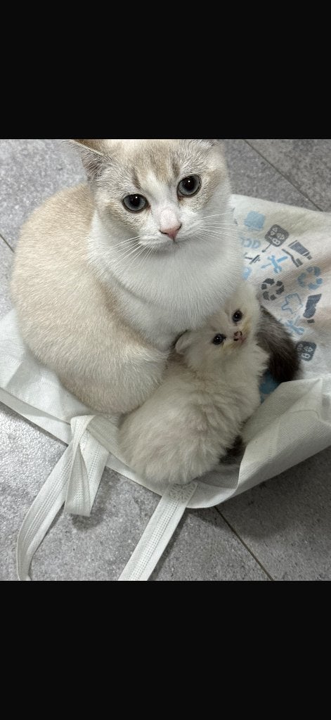 Lieve poes met kittens zoekt een fijn thuis, Dieren en Toebehoren, Poes, Ingeënt