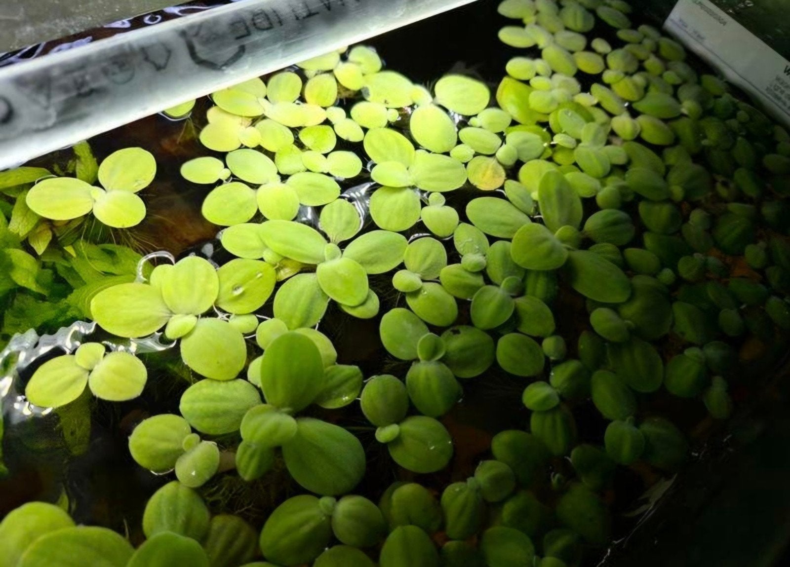 Drijfplanten voor in het aquarium, Ophalen of Verzenden, Nieuw, Plant(en), Steen of Hout