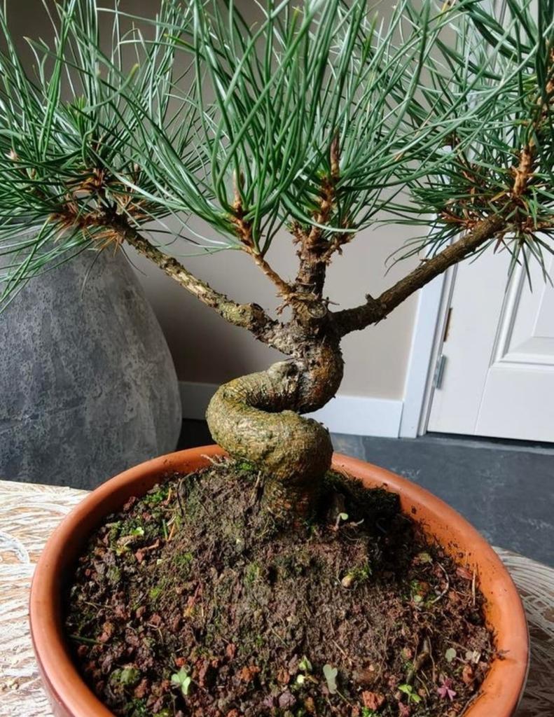 Pinus Sylvestris Bonsai, Tuin en Terras, Bloeit niet, Halfschaduw, Minder dan 100 cm, Overige soorten