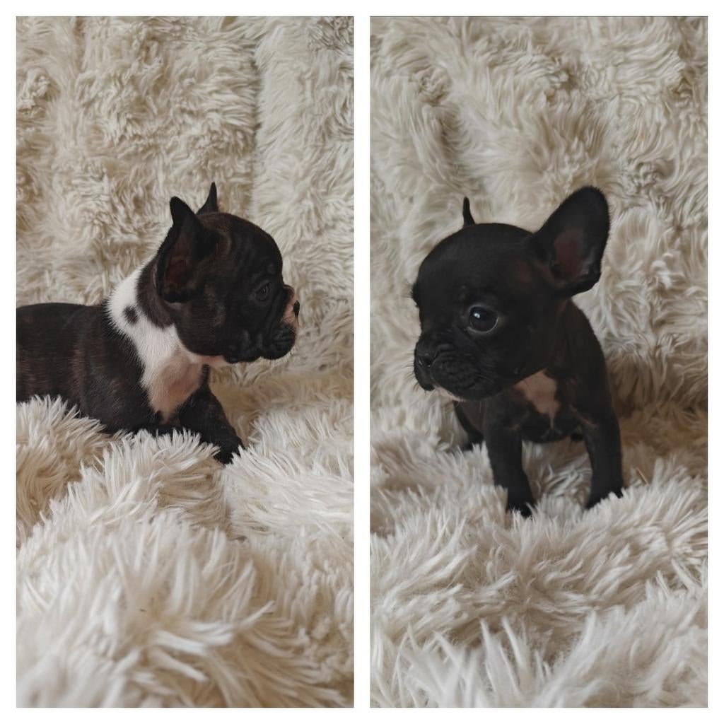 Franse bulldog pups uit geteste ouders., Dieren en Toebehoren, Honden | Bulldogs, Pinschers en Molossers, 8 tot 15 weken, Parvo