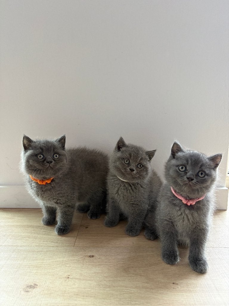 Britse korthaar kittens (raszuiver), Dieren en Toebehoren, Katten en Kittens | Raskatten | Korthaar, Meerdere dieren, Ontwormd