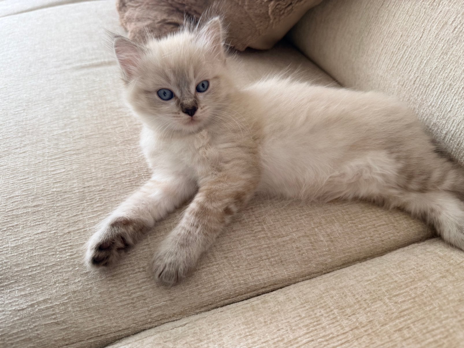 Ragdoll kittens, Poes
