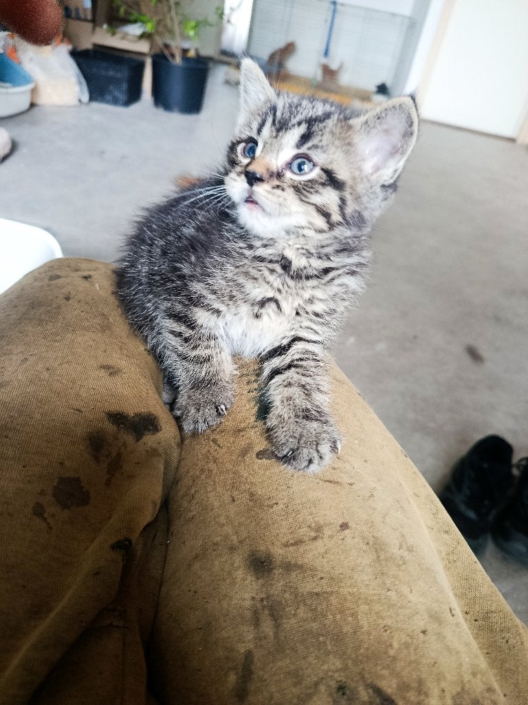 Maine Coon x Britse korthaar kittens, Dieren en Toebehoren, Meerdere dieren, Ontwormd