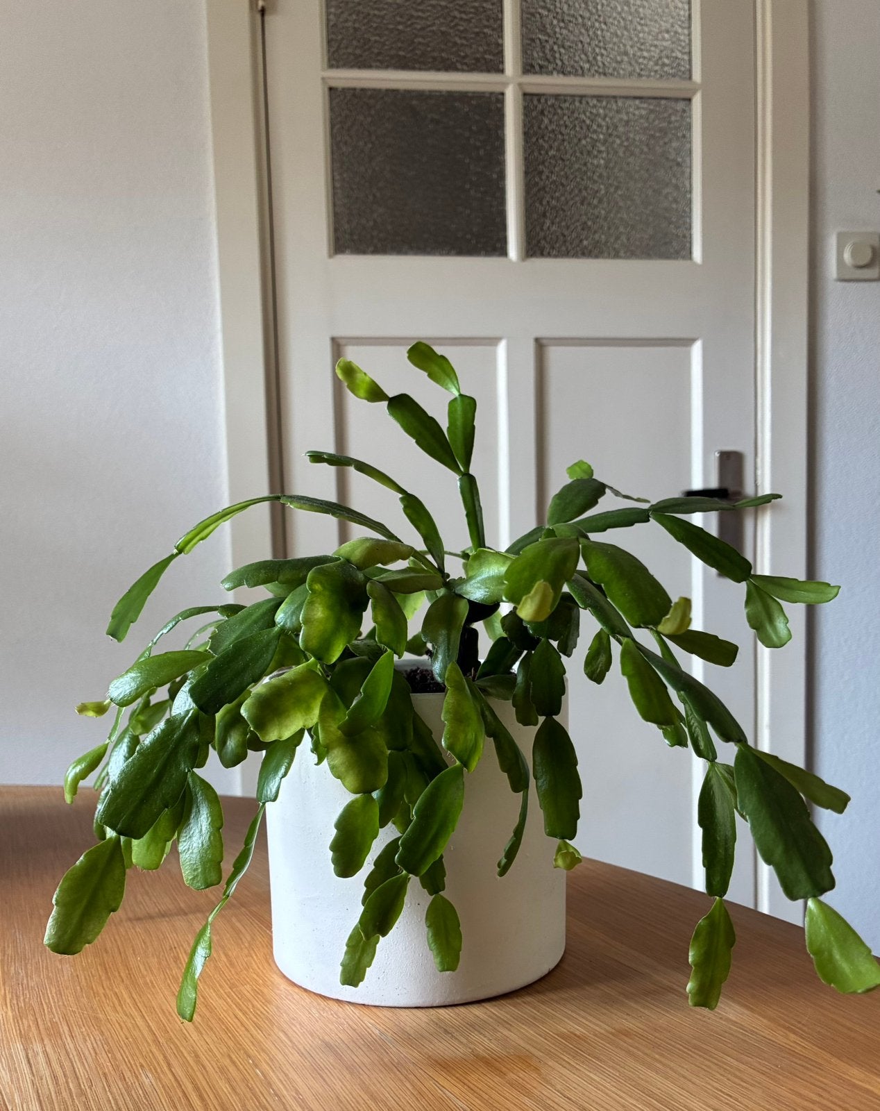 Lidcactus inclusief pot (zelf gekweekt), Huis en Inrichting, Ophalen, Halfschaduw, Minder dan 100 cm