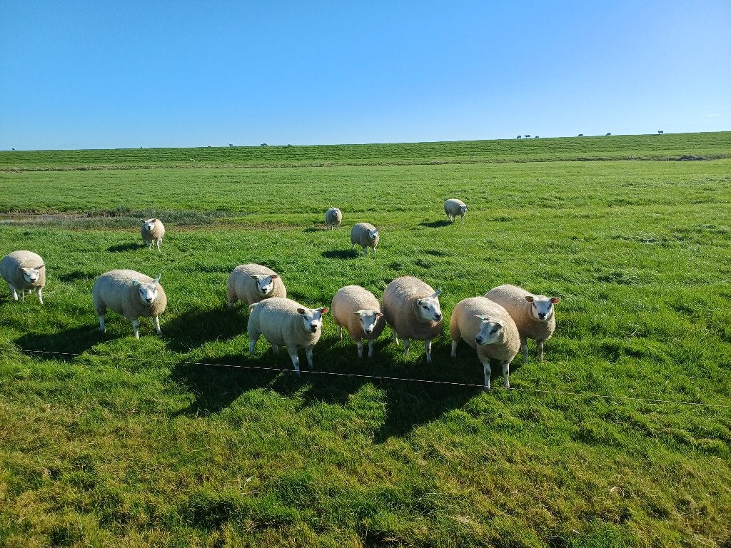 Stamboek lammeren (Texelaar), Dieren en Toebehoren, Vrouwelijk, Schaap, 0 tot 2 jaar