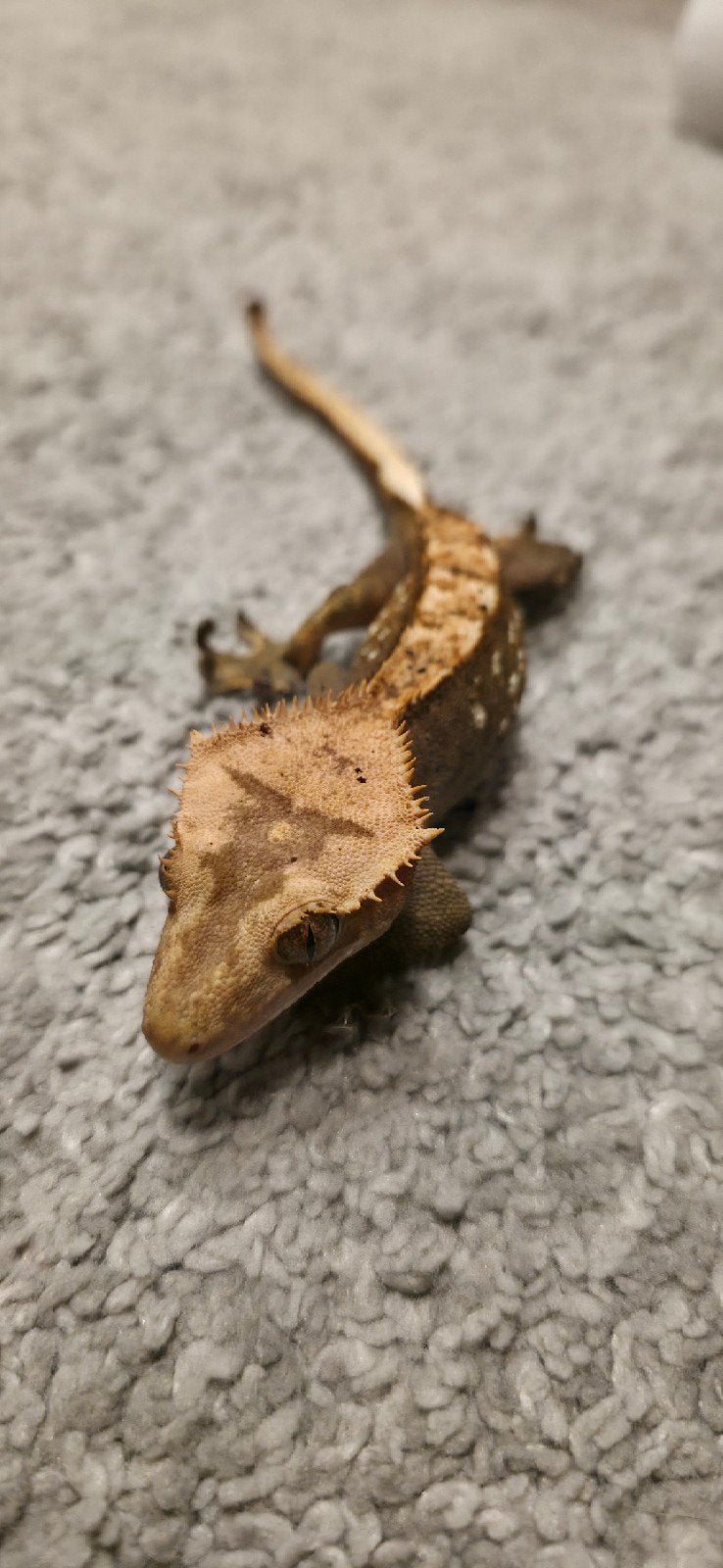 Dalmatier wimpergecko, man, 2jaar, 29gram, Ophalen