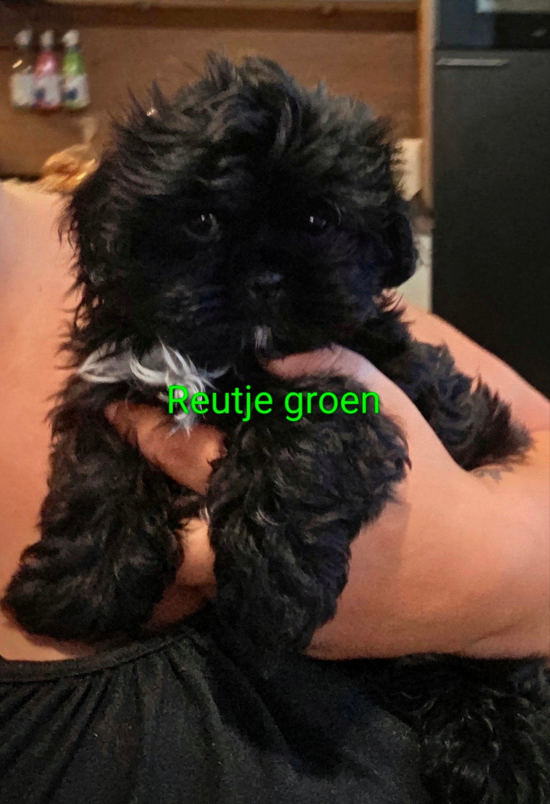 prachtige Boomer pups beschikbaar, 8 tot 15 weken, Meerdere, Meerdere dieren, Nederland